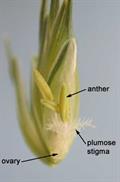 Common wheat